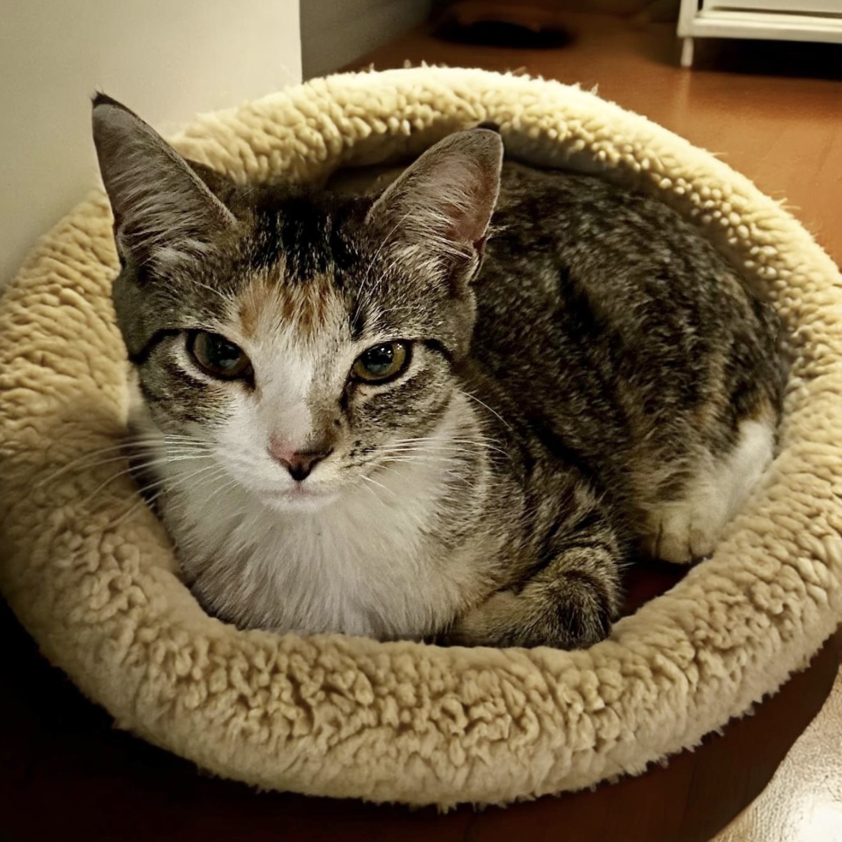 Willow, a Adoptable Domestic Short Hair in Pittstown, NJ image 3/6