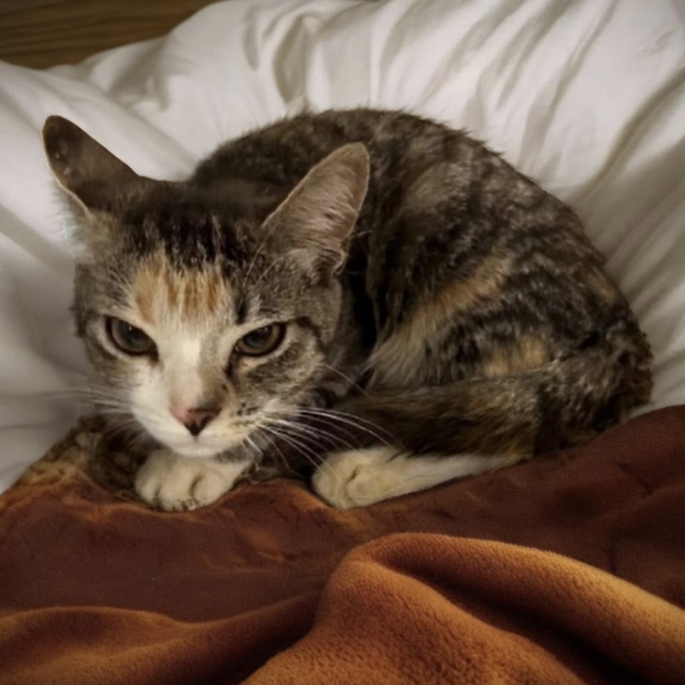 Willow, a Adoptable Domestic Short Hair in Pittstown, NJ image 4/6