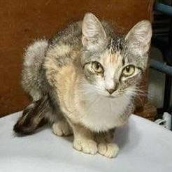 Willow, a Adoptable Domestic Short Hair in Pittstown, NJ image 1/6