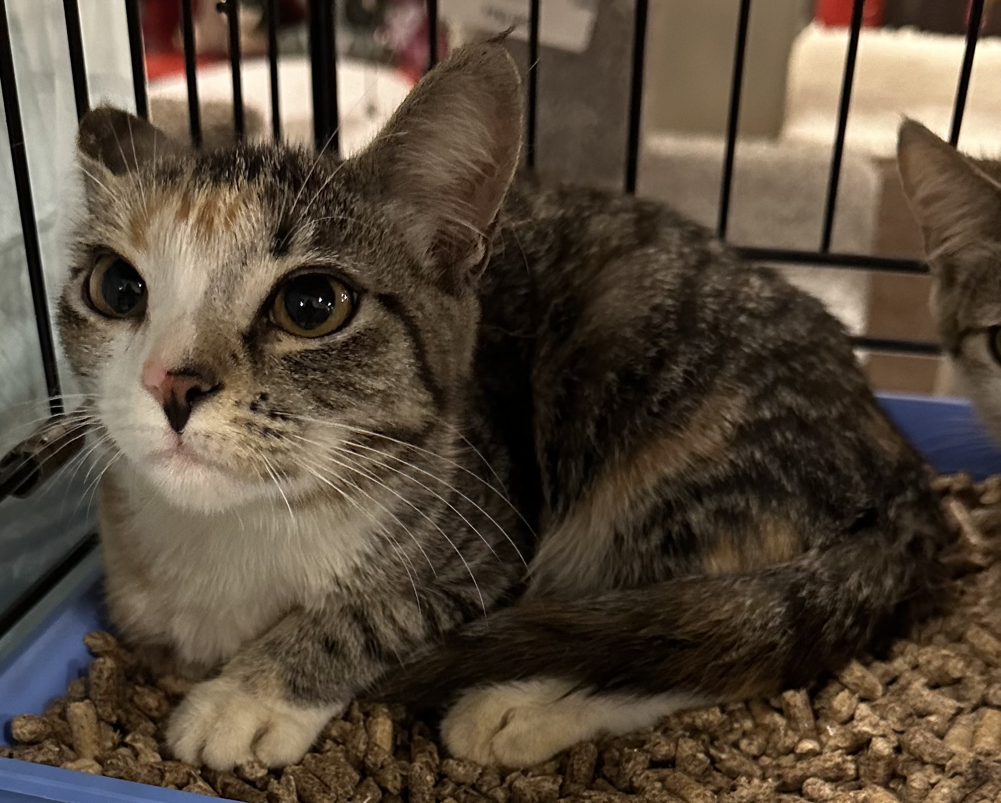 Willow, a Adoptable Domestic Short Hair in Pittstown, NJ image 5/6