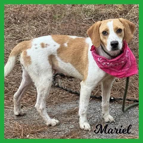 Muriel, ADOPTABLE, Adult Female Beagle.