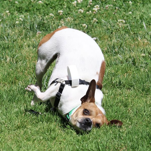 Melville, Adoptable, Adult Male Chihuahua & Jack Russell Terrier.