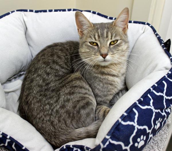 Olive, a ADOPTABLE Domestic Short Hair in Mansfield, MA image 5/5