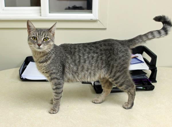 Olive, a ADOPTABLE Domestic Short Hair in Mansfield, MA image 1/5