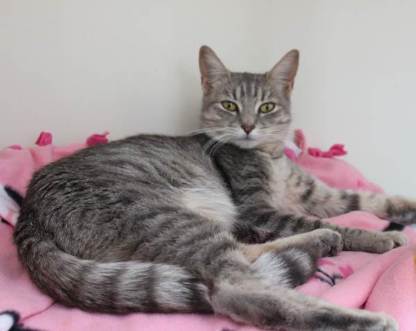 Olive, a ADOPTABLE Domestic Short Hair in Mansfield, MA image 2/5