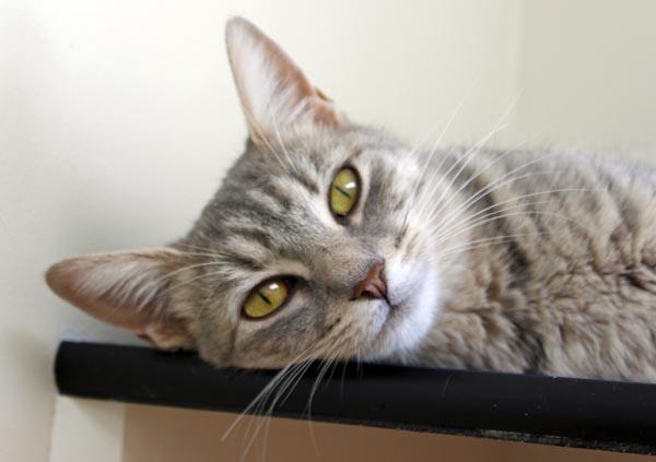 Olive, a ADOPTABLE Domestic Short Hair in Mansfield, MA image 3/5