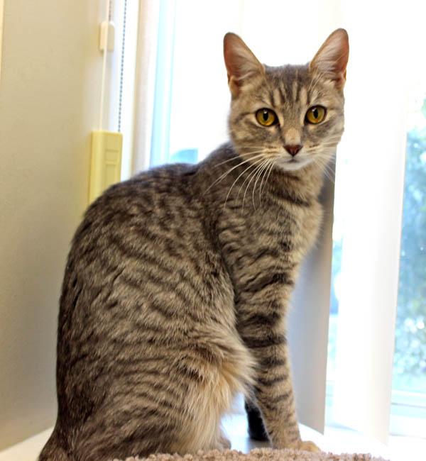 Olive, a ADOPTABLE Domestic Short Hair in Mansfield, MA image 4/5