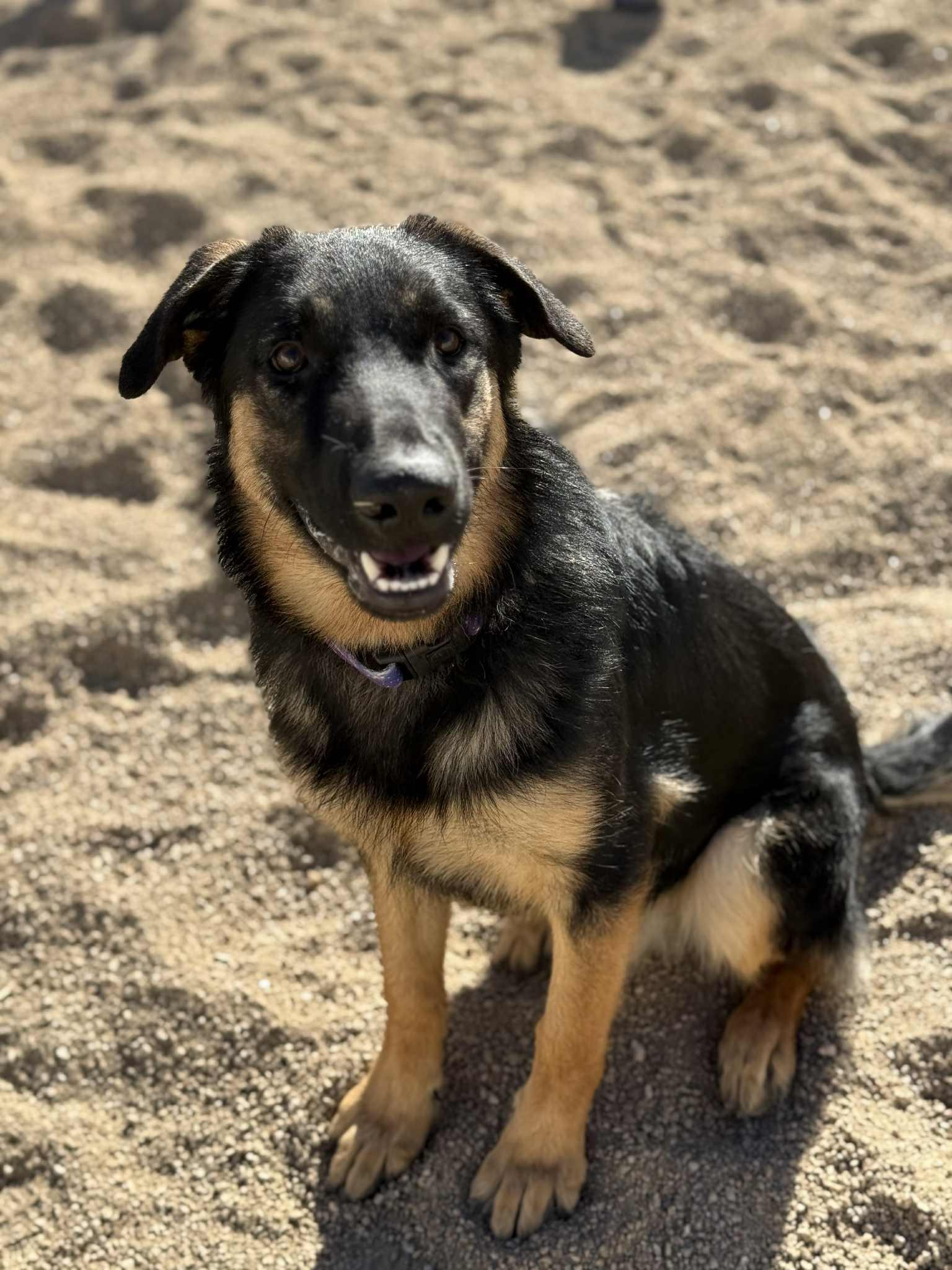 Enlarge Willy, a Adoptable mixed breed in Glendale, AZ image 2/5