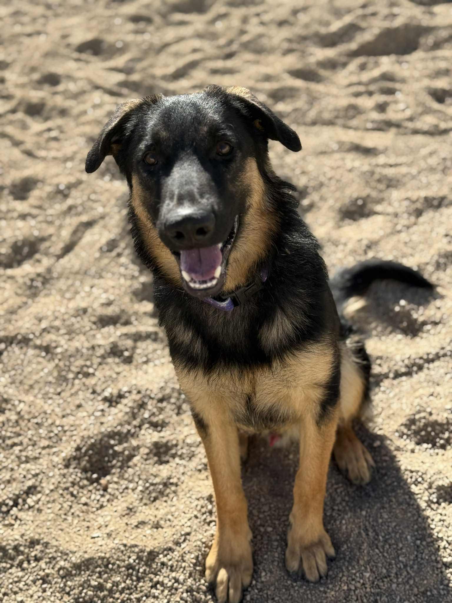 Enlarge Willy, a Adoptable mixed breed in Glendale, AZ image 4/5