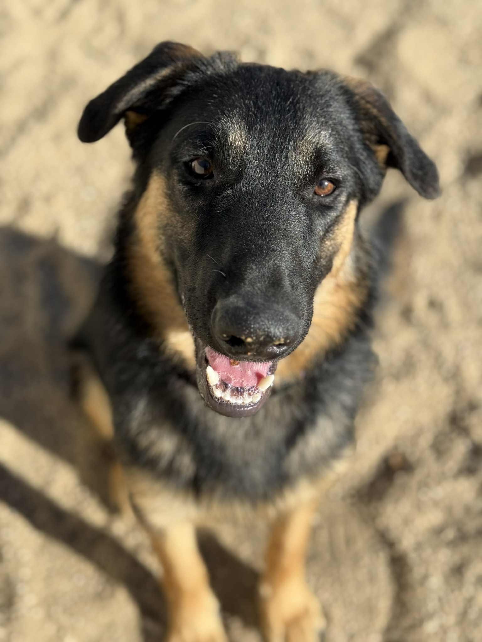 Enlarge Willy, a Adoptable mixed breed in Glendale, AZ image 1/5