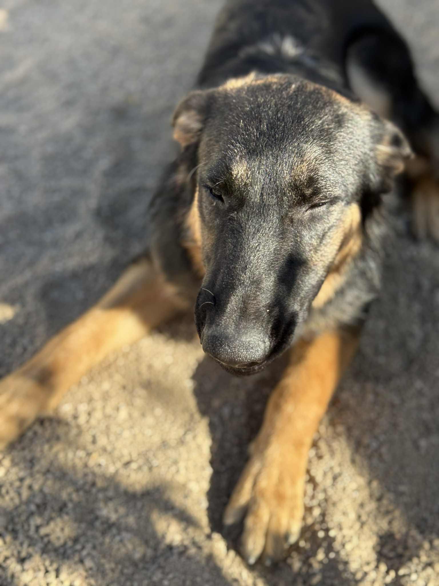 Enlarge Willy, a Adoptable mixed breed in Glendale, AZ image 3/5