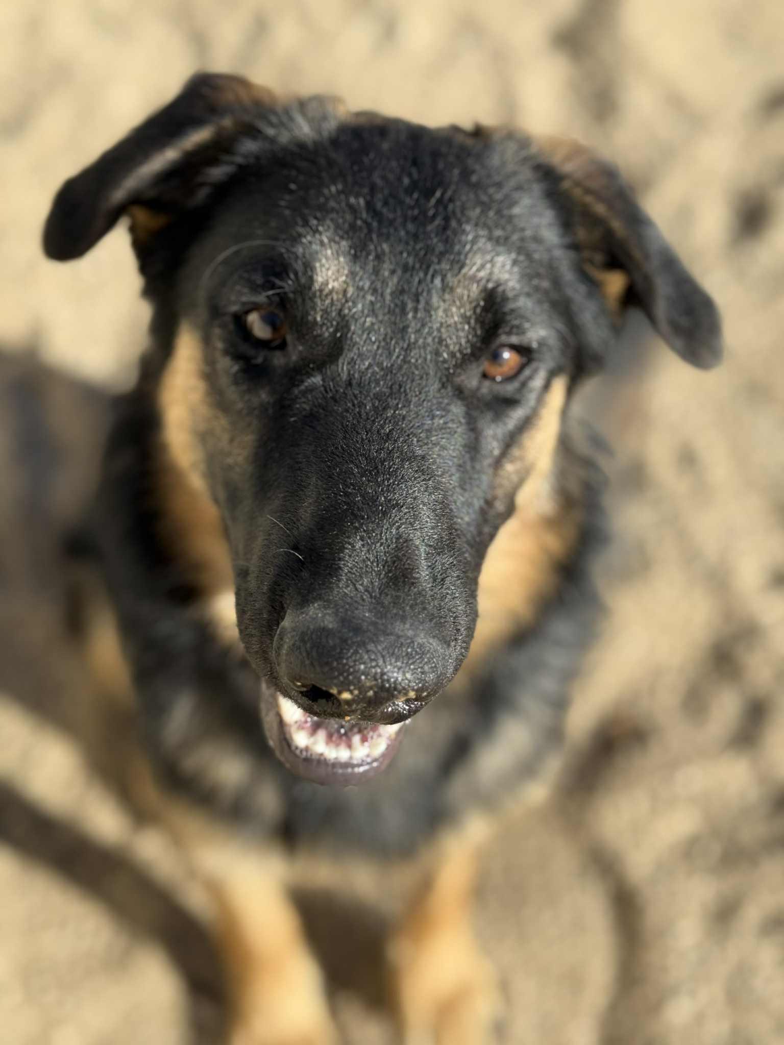 Enlarge Willy, a Adoptable mixed breed in Glendale, AZ image 5/5