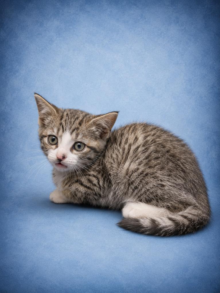 Colorado, Adoptable, Kitten Male Domestic Short Hair.