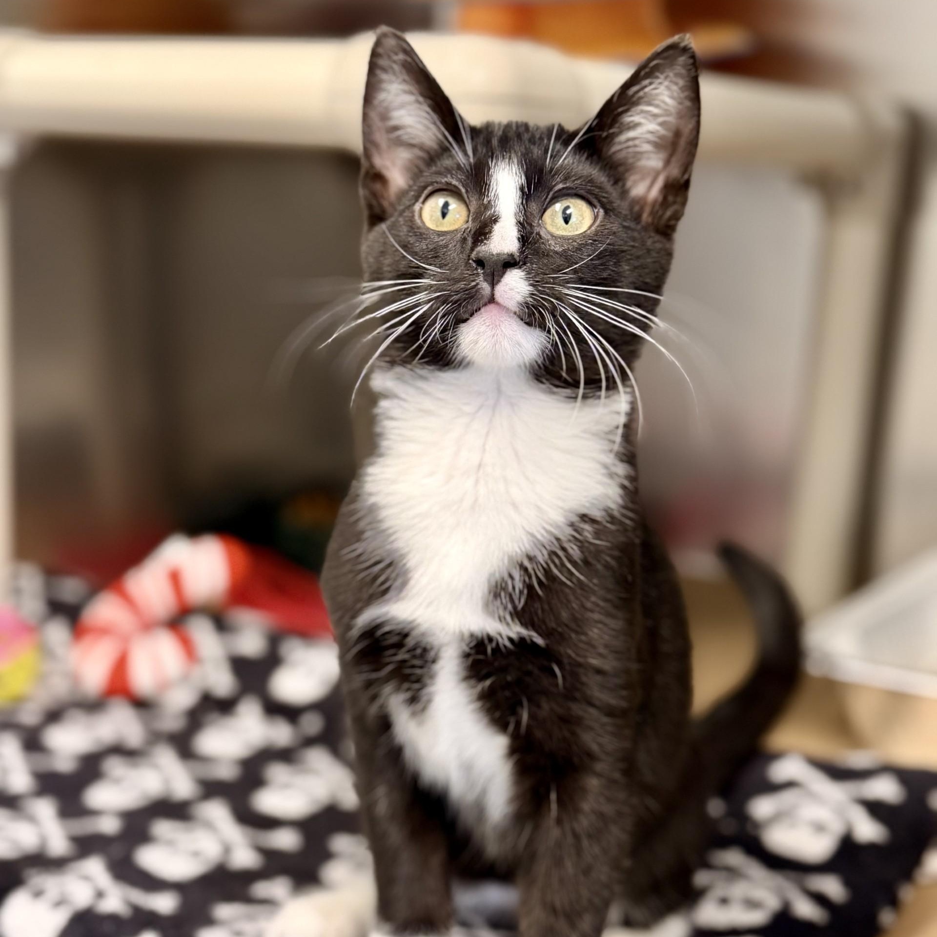 Enlarge Carlos, a Adoptable Domestic Short Hair in Manahawkin, NJ image 2/2