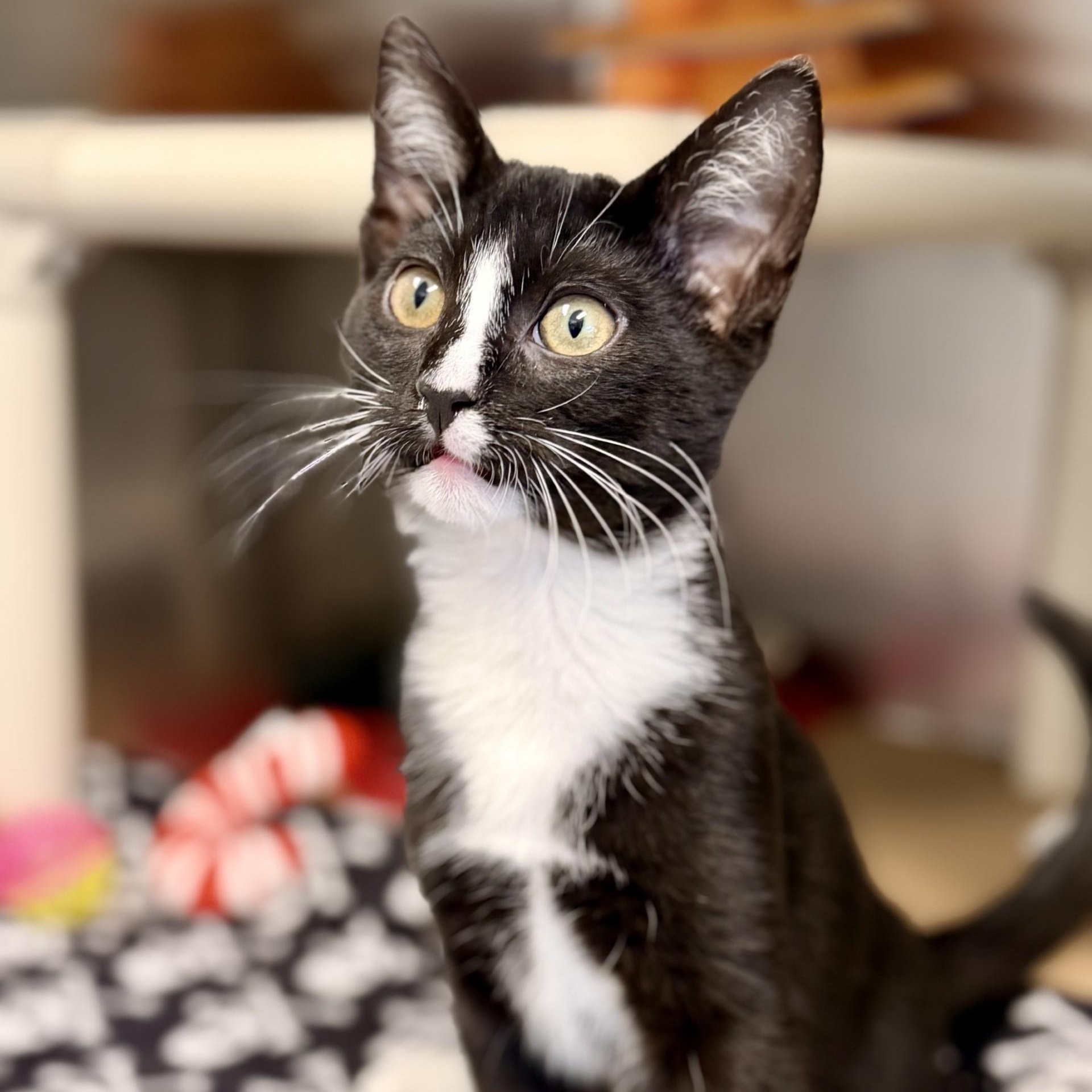 Enlarge Carlos, a Adoptable Domestic Short Hair in Manahawkin, NJ image 1/2
