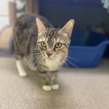 Pasta, a Adoptable mixed breed in East Montpelier, VT image 1/3