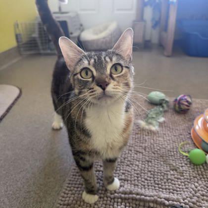 Pasta, a Adoptable mixed breed in East Montpelier, VT image 2/3