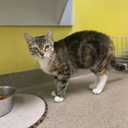 Pasta, a Adoptable mixed breed in East Montpelier, VT image 3/3