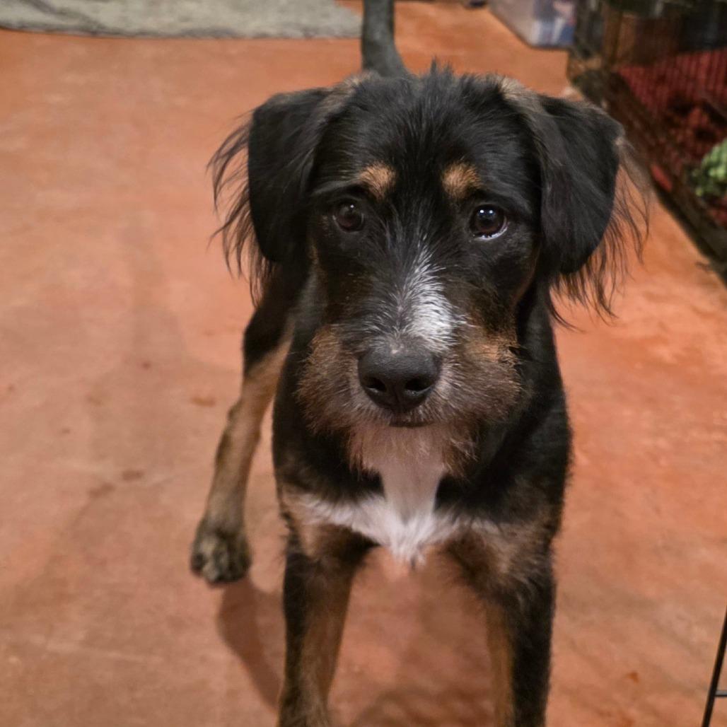 Reba, a Adoptable Mixed Breed in Glenfield, NY image 1/5