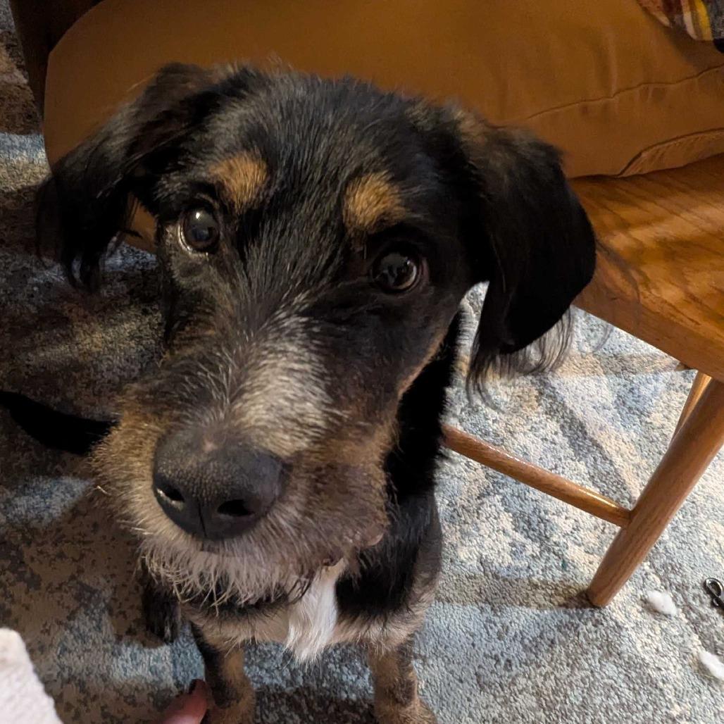 Reba, a Adoptable Mixed Breed in Glenfield, NY image 2/5