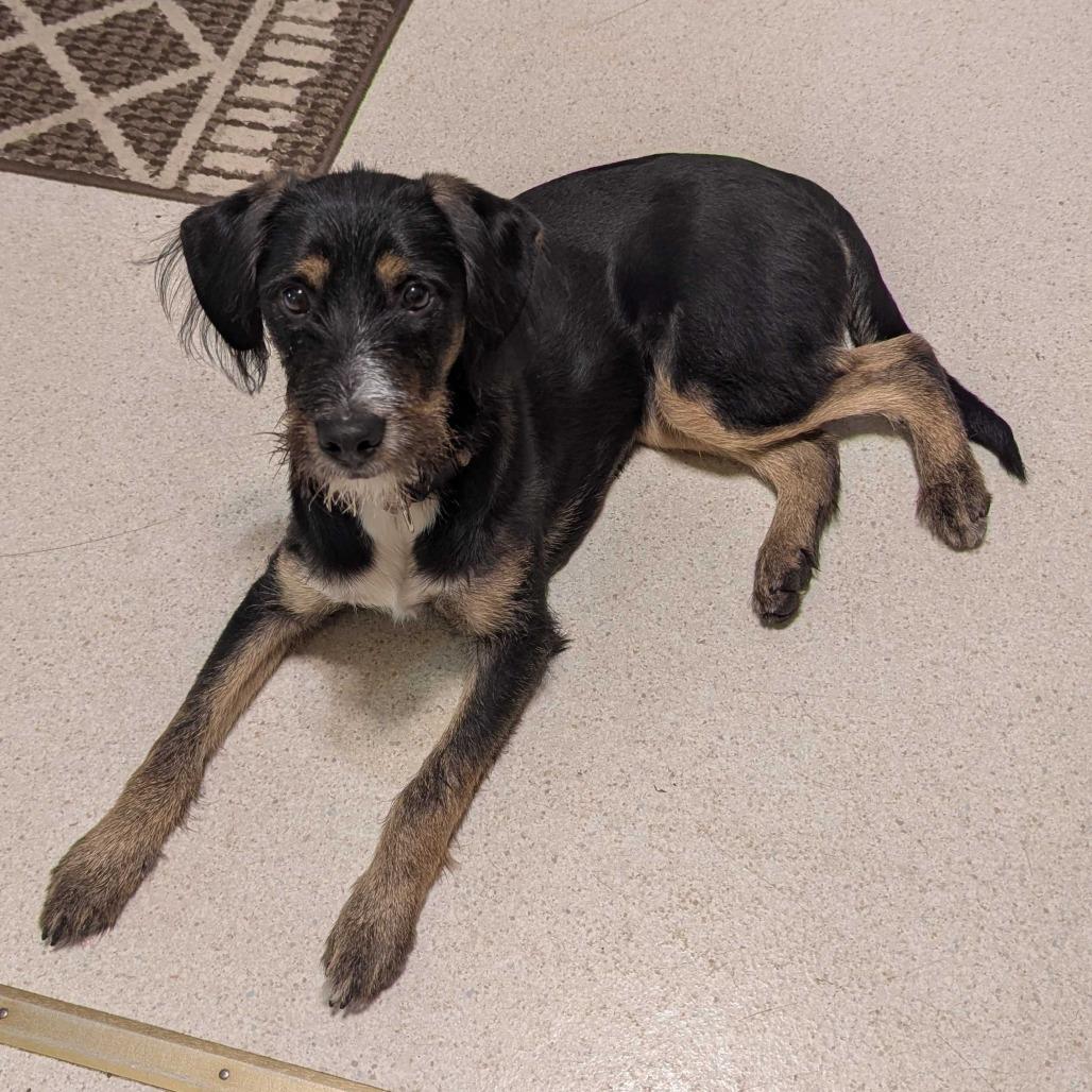 Reba, a Adoptable Mixed Breed in Glenfield, NY image 3/5