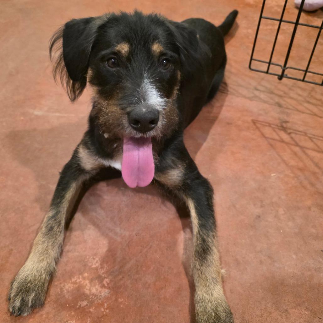 Reba, a Adoptable Mixed Breed in Glenfield, NY image 4/5