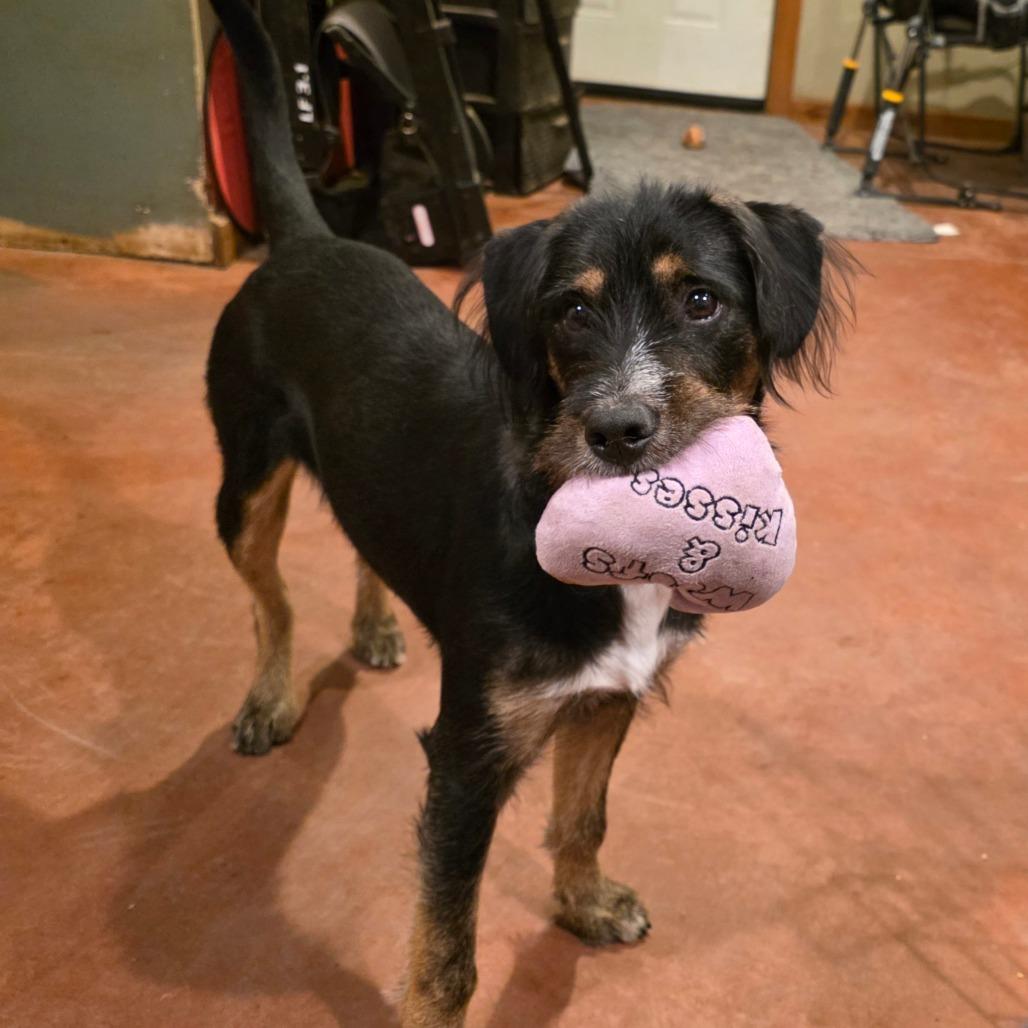 Reba, a Adoptable Mixed Breed in Glenfield, NY image 5/5