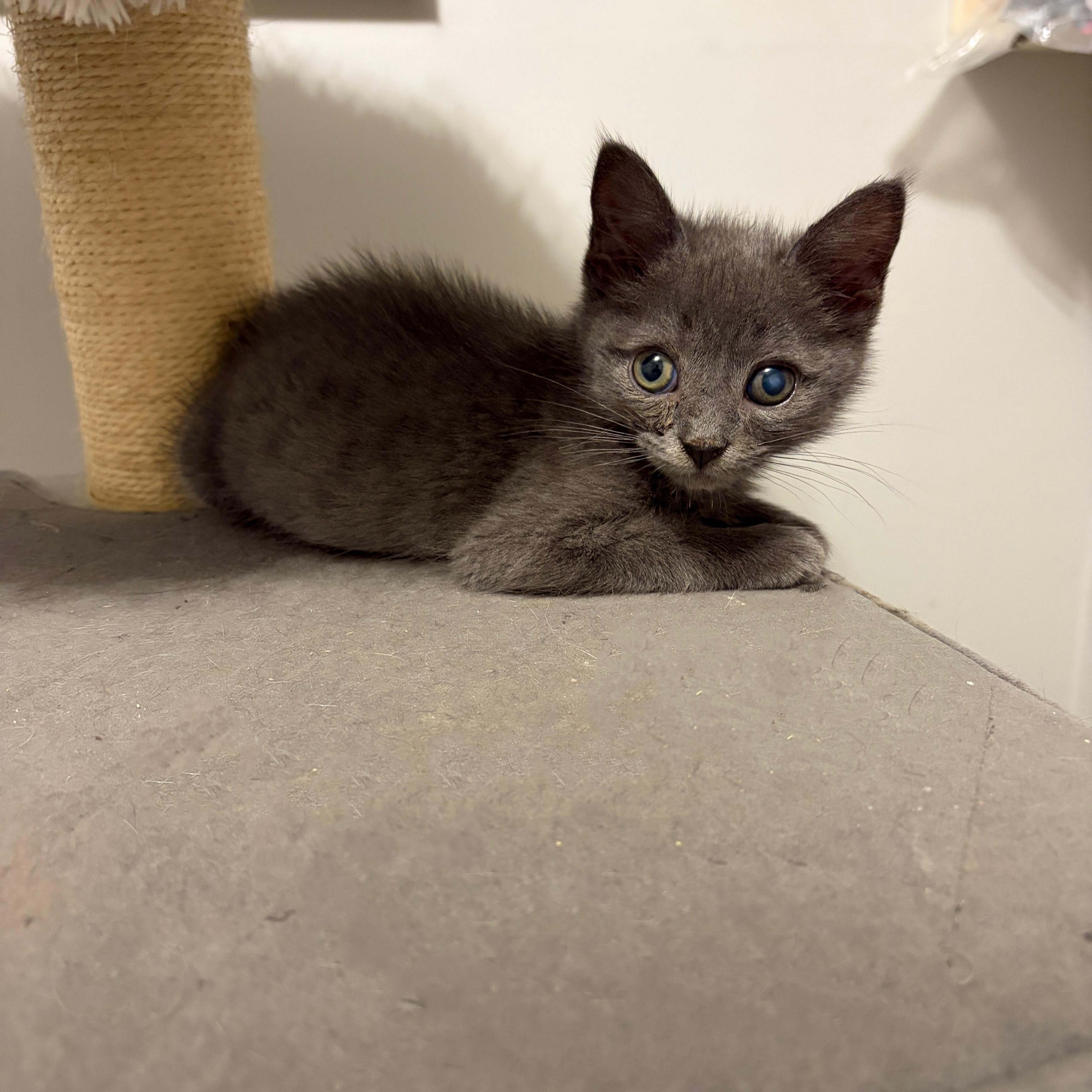 Lark, Adoptable, Kitten Male Domestic Short Hair & Russian Blue.
