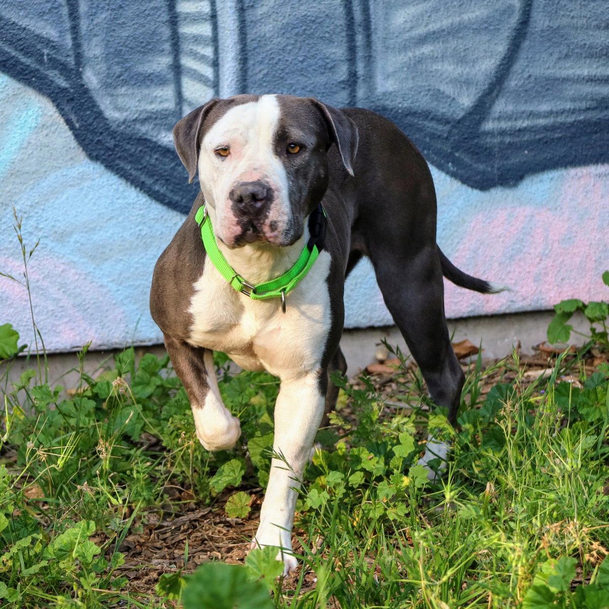 Gracie, Adoptable, Young Female Pit Bull Terrier.