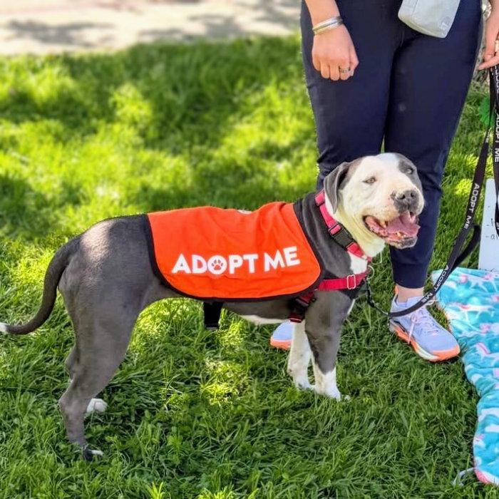 Enlarge Gracie, a Adoptable Pit Bull Terrier in Oakland, CA image 2/3