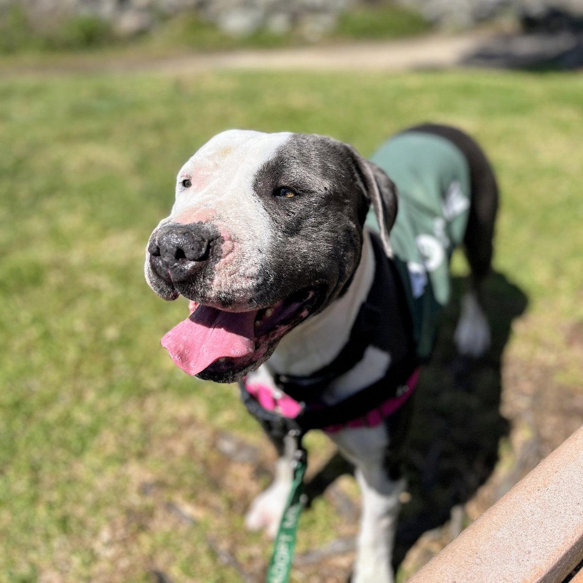 Enlarge Gracie, a Adoptable Pit Bull Terrier in Oakland, CA image 3/3