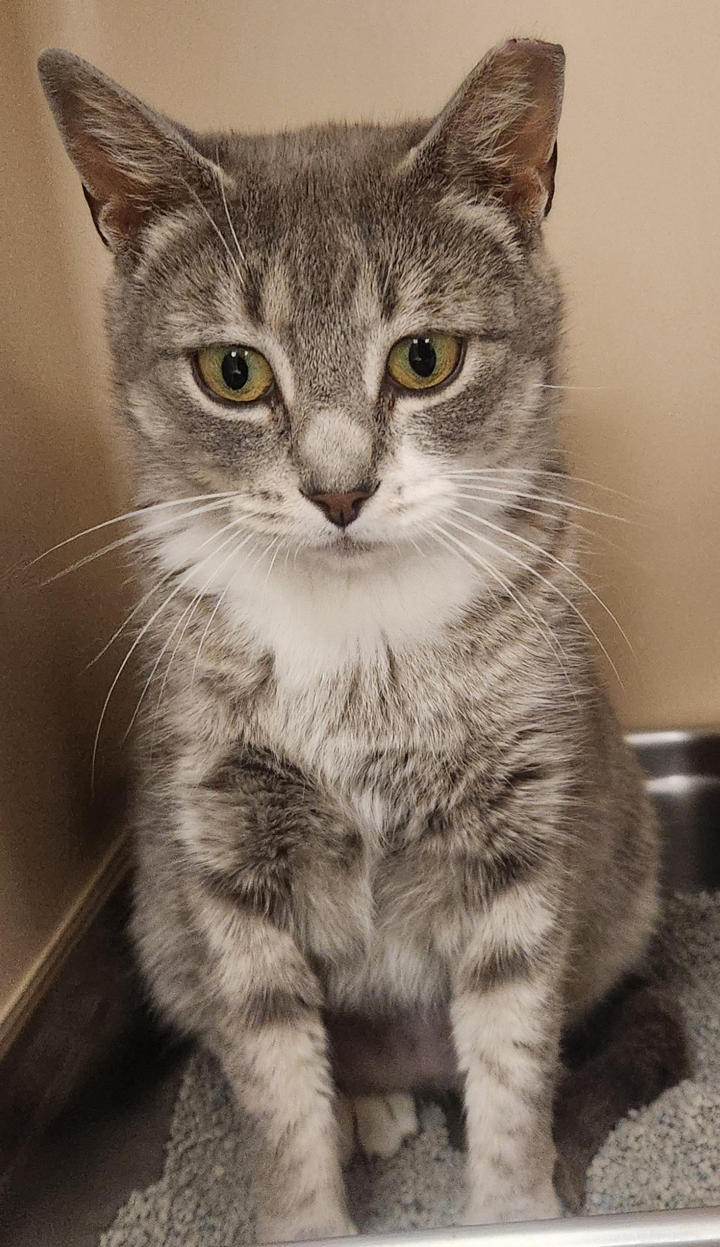 Bridget , adopted, Young Female Domestic Short Hair.