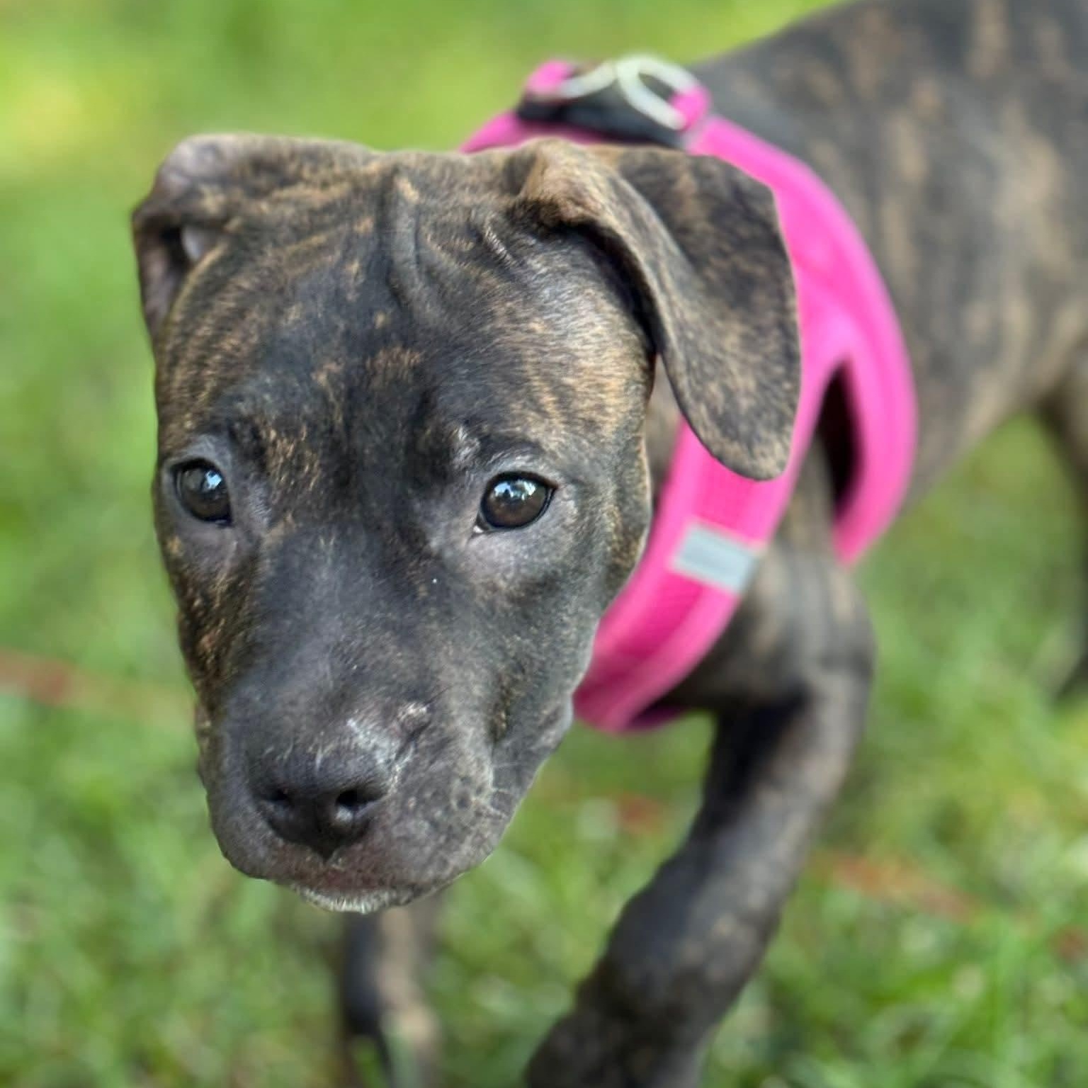 Zola, adopted, Puppy Female Hound.
