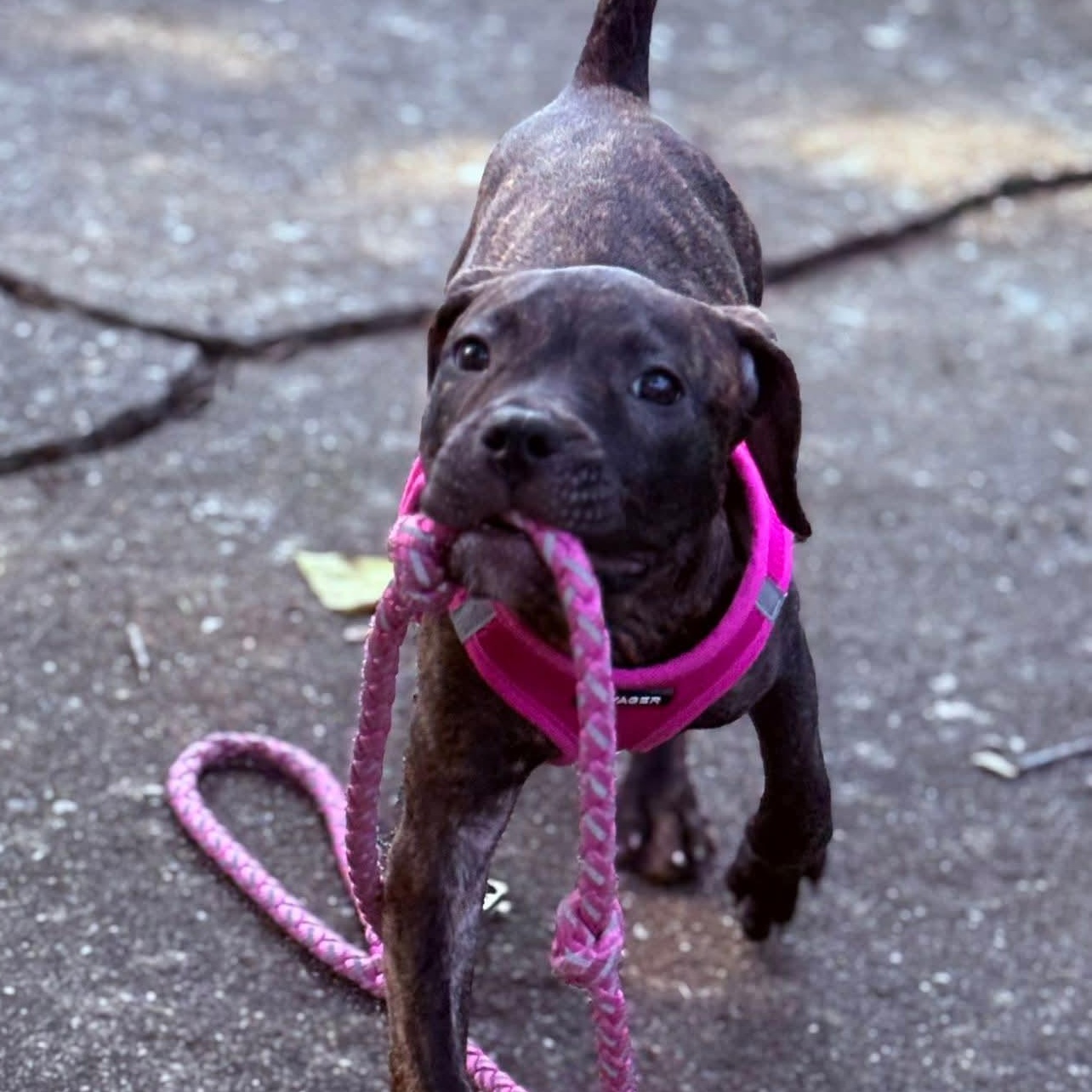 Enlarge Zola, an adopted Hound in Oswego, IL image 2/4