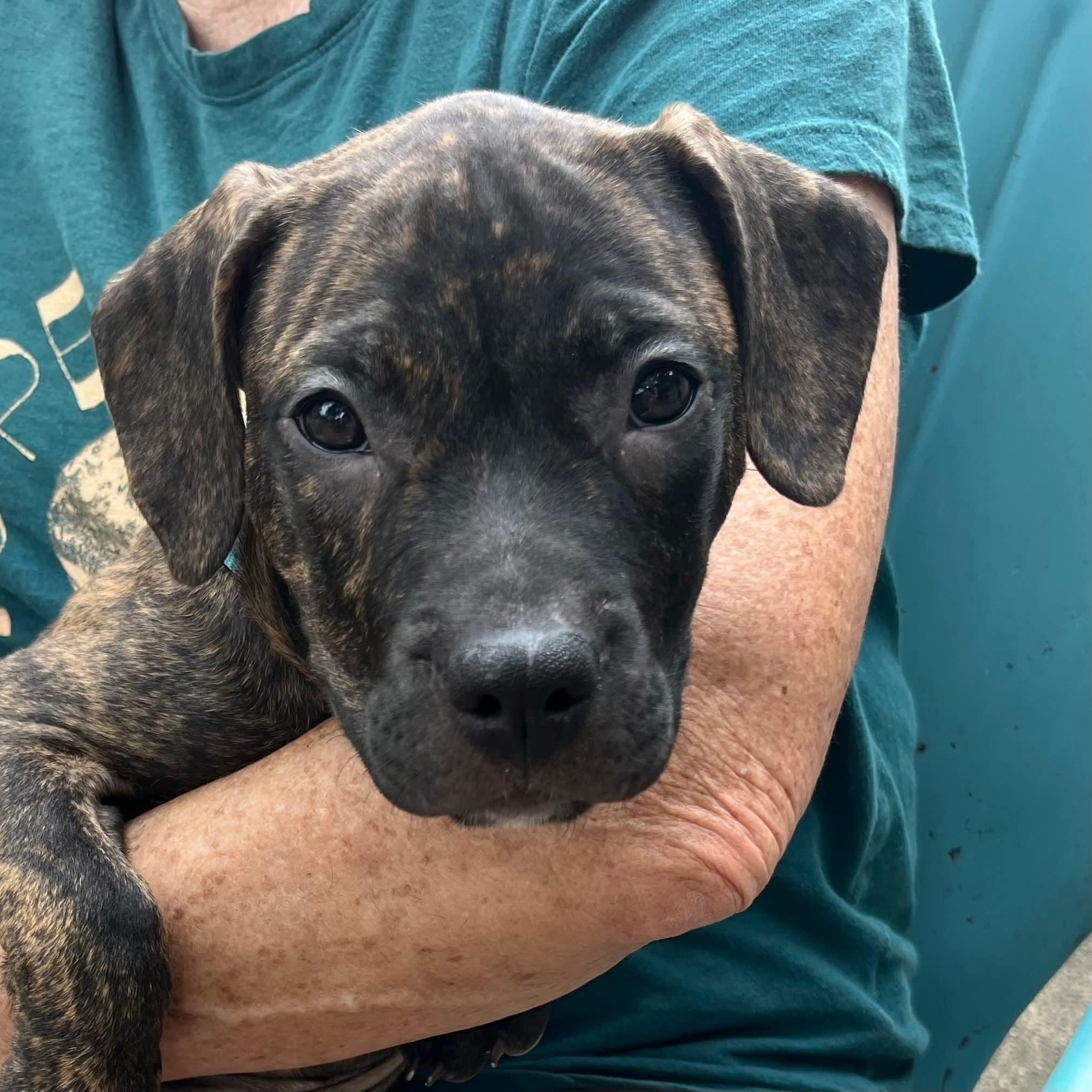 Enlarge Zola, an adopted Hound in Oswego, IL image 3/4