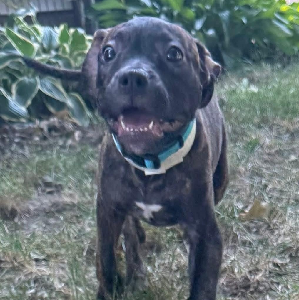 Enlarge Zola, an adopted Hound in Oswego, IL image 4/4