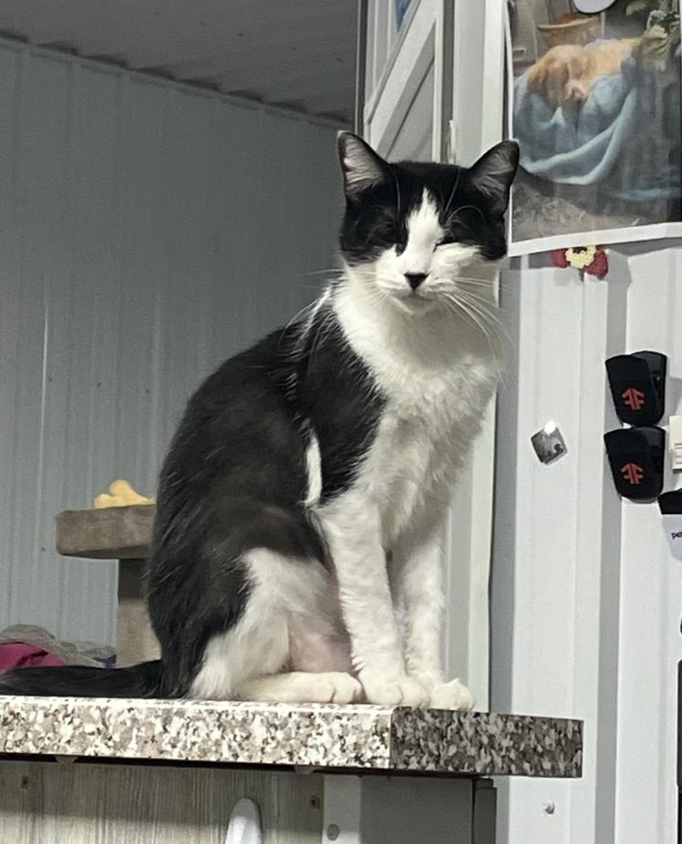 Izzy, a Adoptable Tuxedo in Le Mars, IA image 1/4