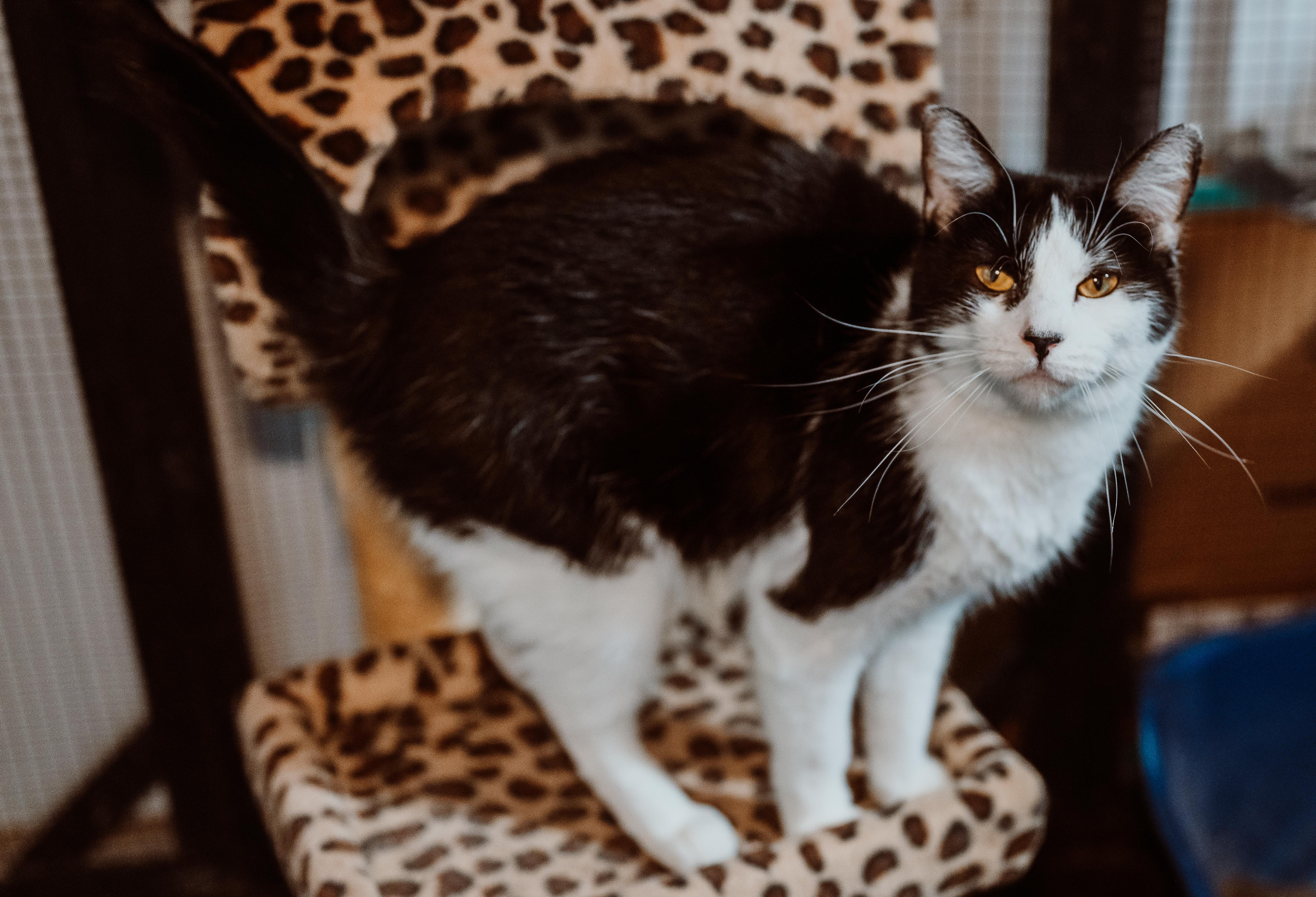 Izzy, Adoptable, Young Female Tuxedo.