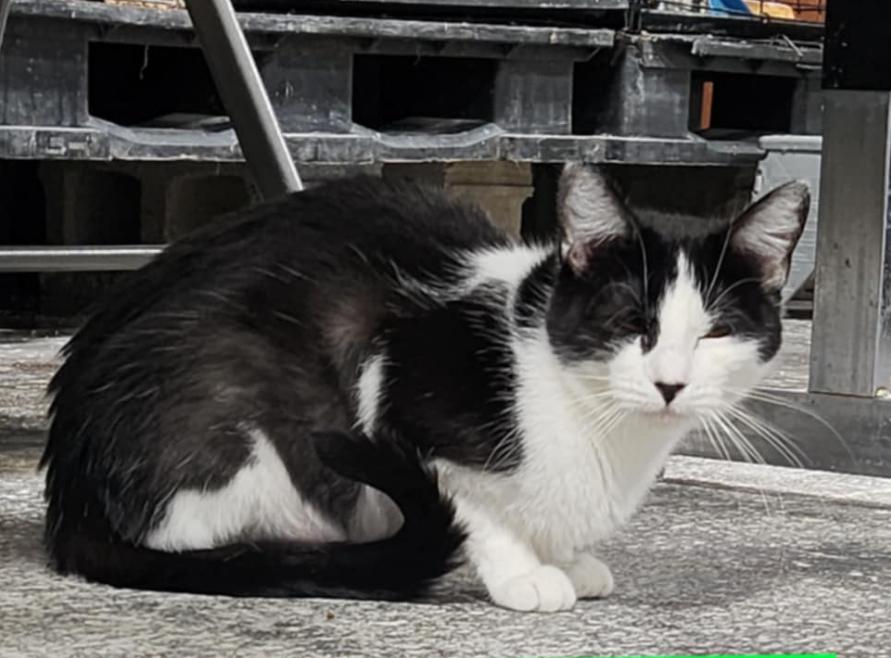 Izzy, a Adoptable Tuxedo in Le Mars, IA image 4/4