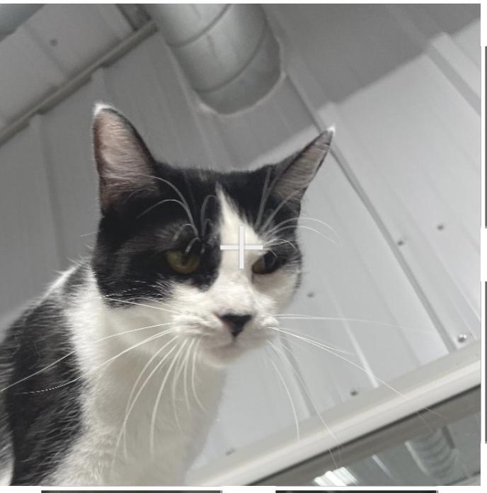 Izzy, a Adoptable Tuxedo in Le Mars, IA image 2/4