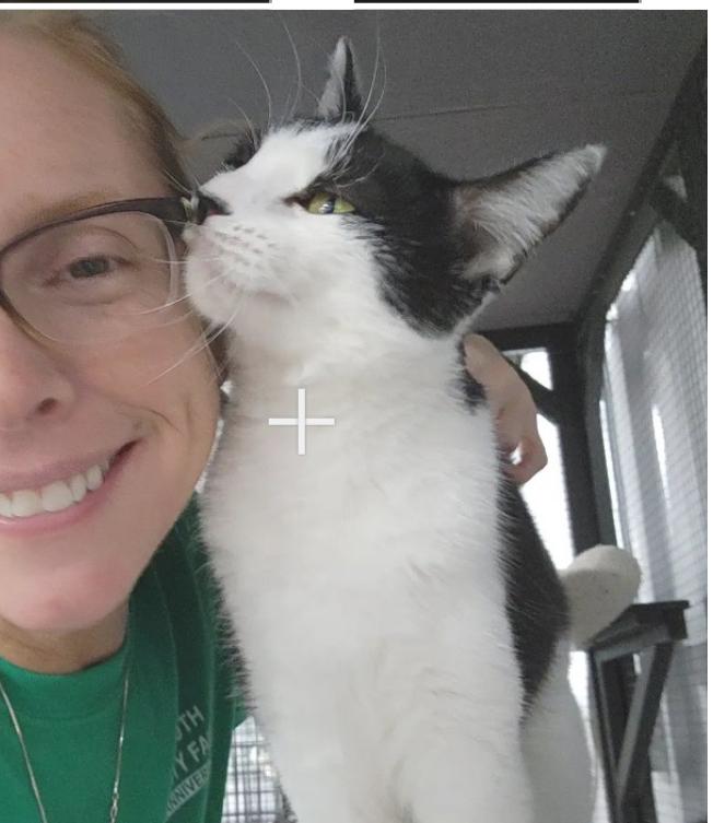 Izzy, a Adoptable Tuxedo in Le Mars, IA image 3/4