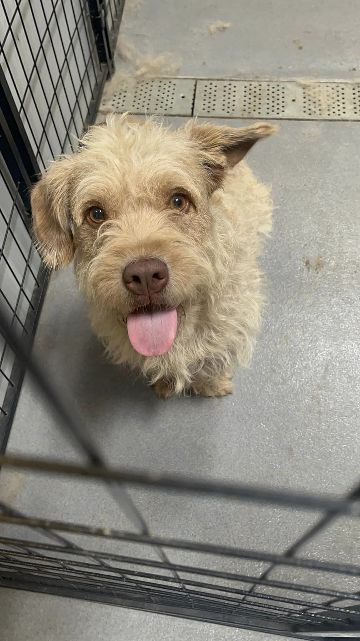 Brownie, Adopted, Young Female Otterhound.