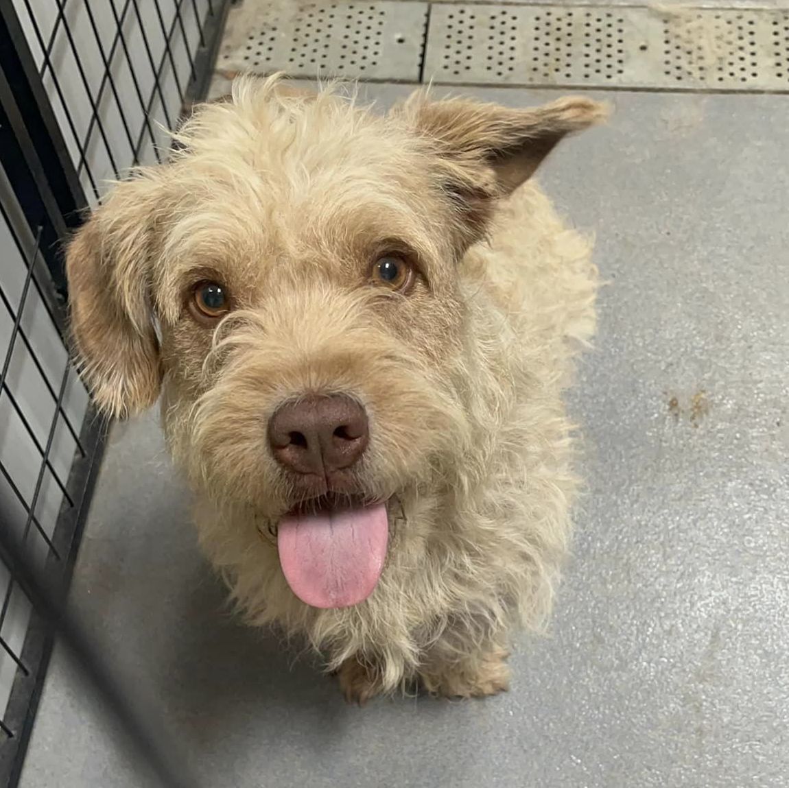 Enlarge Brownie, a Adopted Otterhound in San Francisco, CA image 2/11