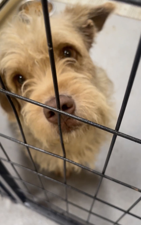 Enlarge Brownie, a Adopted Otterhound in San Francisco, CA image 3/11