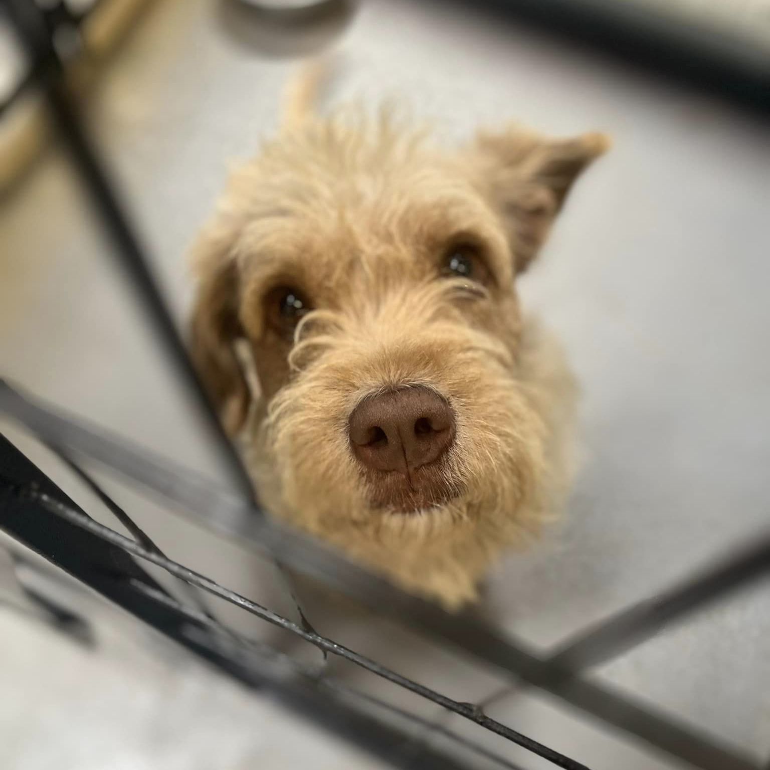 Enlarge Brownie, a Adopted Otterhound in San Francisco, CA image 4/11
