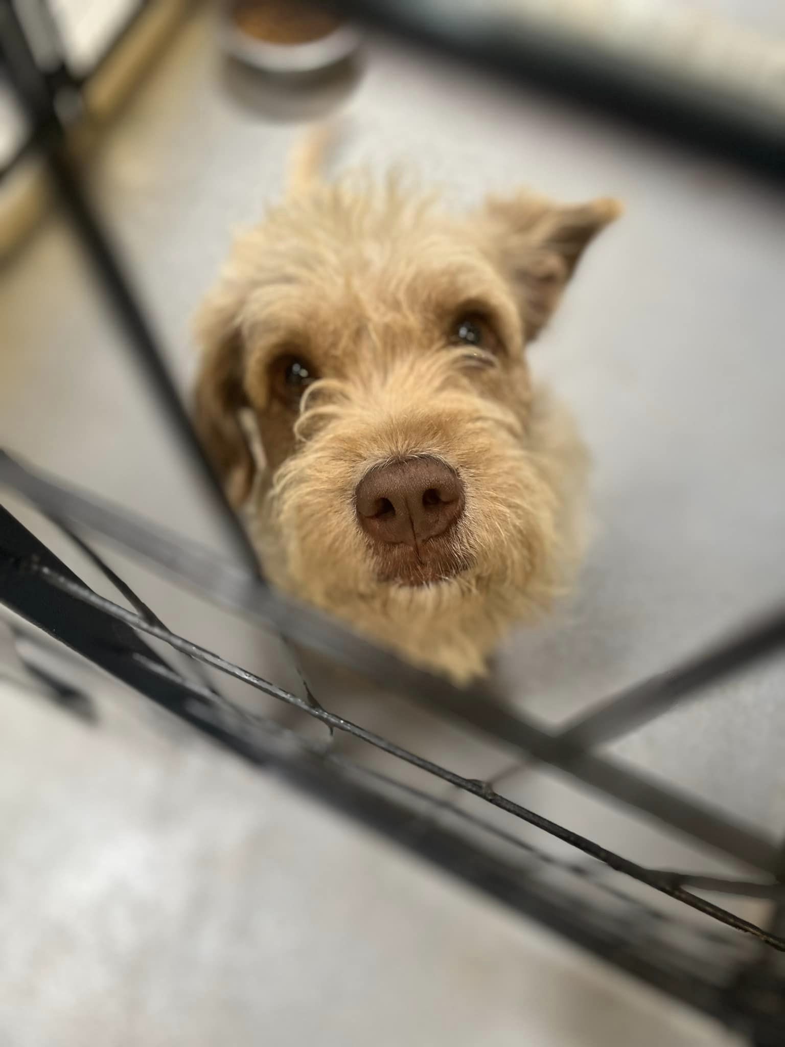 Enlarge Brownie, a Adopted Otterhound in San Francisco, CA image 5/11