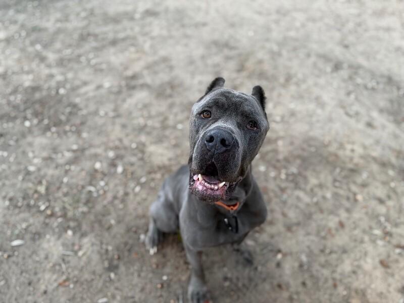 Victor lovey boy — thumbnail 2