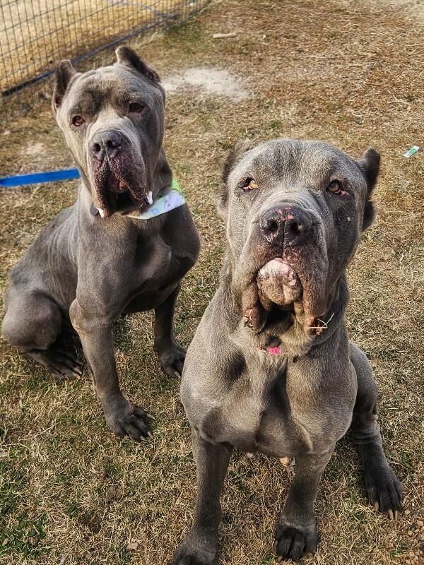 Victor lovey boy — thumbnail 3