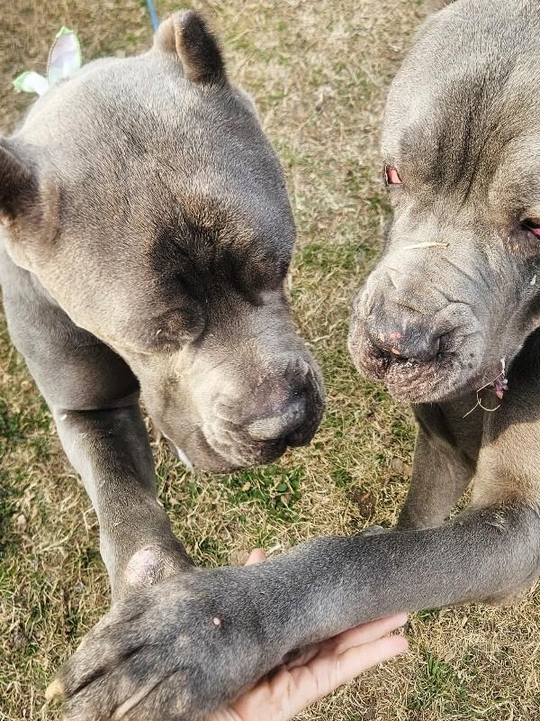 Victor lovey boy — thumbnail 4