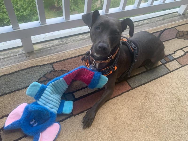 Stella (MD), Adoptable, Adult Female Dachshund.